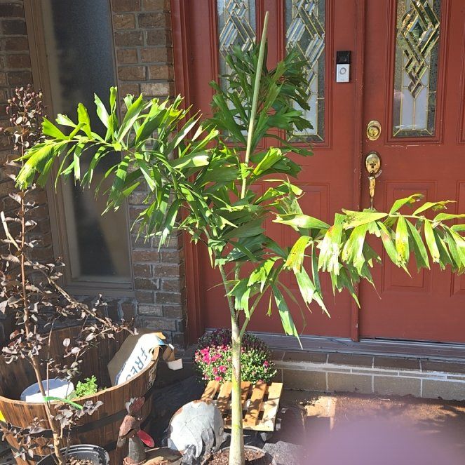Photo of the plant species Wodyetia by @ModelGreenash61 named Foxtail Palm on Greg, the plant care app