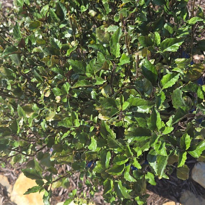Photo of the plant species Coast Live Oak by @ModelGreenash61 named Aristotle on Greg, the plant care app