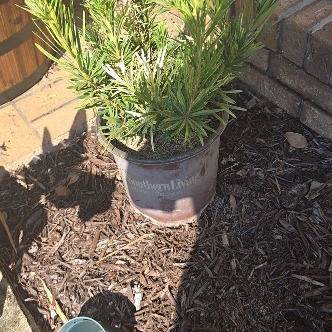 Photo of the plant species Podocarpus by @ModelGreenash61 named Roman Candle Podocarpus on Greg, the plant care app