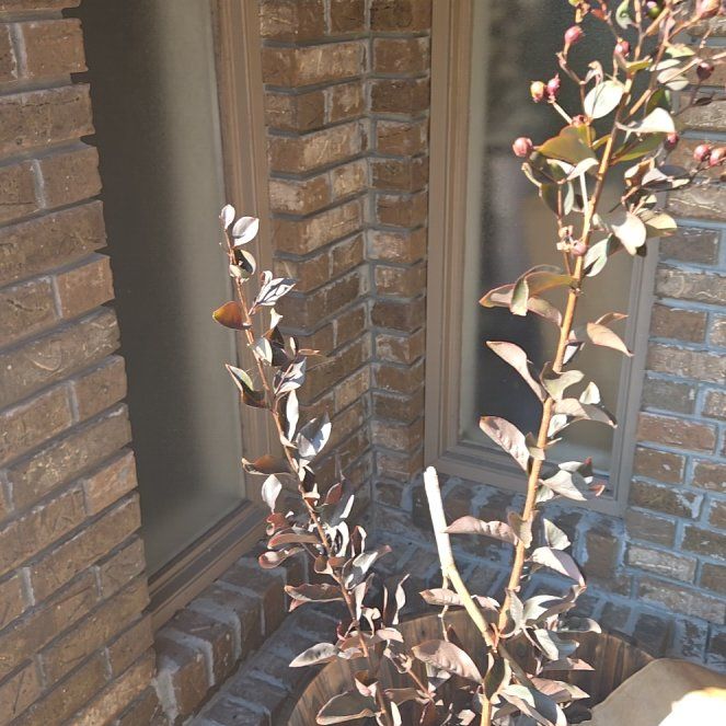 Photo of the plant species Black Diamond Mystic Magenta Crape Myrtle by @ModelGreenash61 named Crepe myrtle PURPLE leaves on Greg, the plant care app