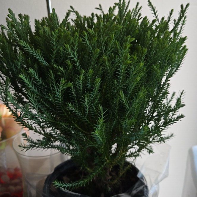 Photo of the plant species Pancake Arborvitae by @ModelGreenash61 named Pancake on Greg, the plant care app