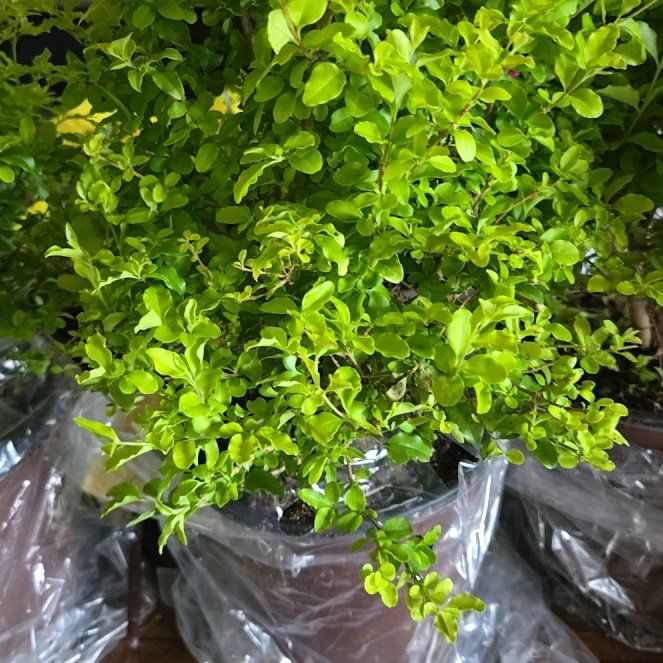 Photo of the plant species Sunshine Ligustrum by @ModelGreenash61 named Sunshine ligustrum on Greg, the plant care app