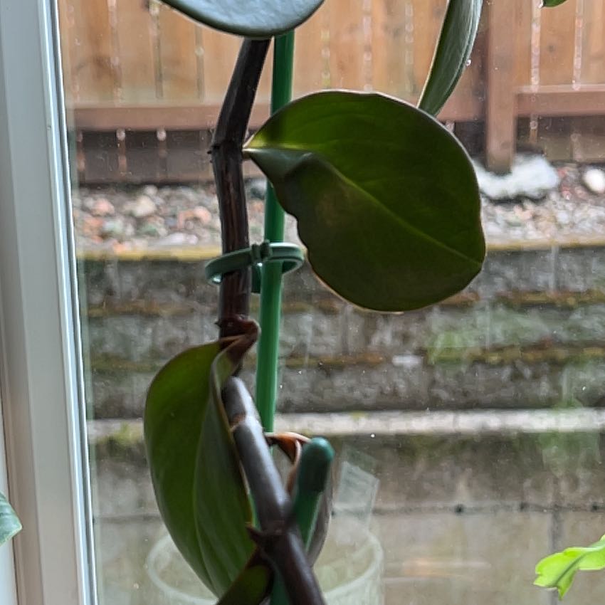 Photo of the plant species Peperomia glabella var. nudipetiolata by @TastyBiancini named Tree Diddy on Greg, the plant care app