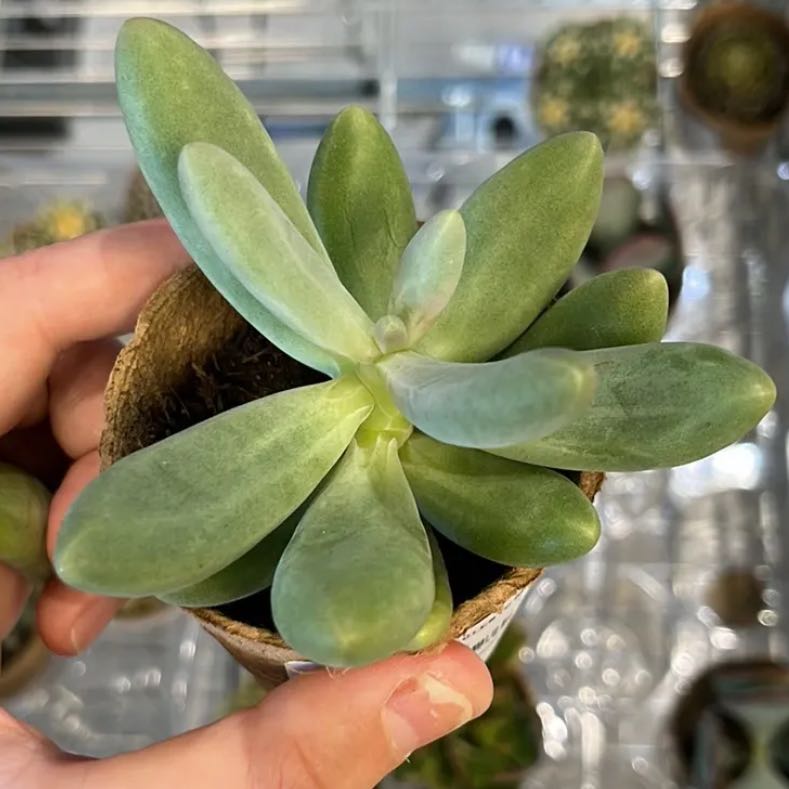 Photo of the plant species Pachyphytum fittkaui by @ZestyDuwei40 named Steve on Greg, the plant care app