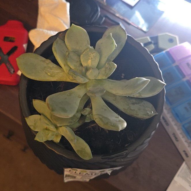 Photo of the plant species Graptoveria 'Moonglow' by @DearIvy67 named Luna on Greg, the plant care app