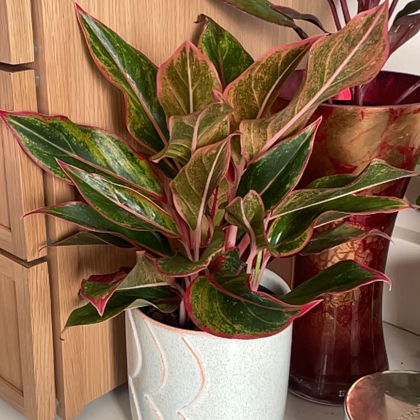 Photo of the plant species Siam Pink Chinese Evergreen by @OGreenWorld named Mulan on Greg, the plant care app