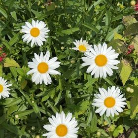 Photo of the plant species Max Chrysanthemum by @StrongBeachrose named Beckham on Greg, the plant care app