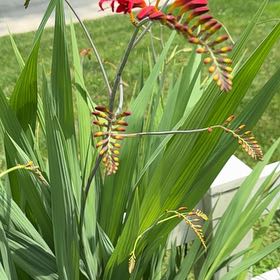 Photo of the plant species Greater Cobra Lily by @StrongBeachrose named Stella on Greg, the plant care app