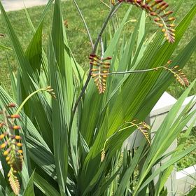 Photo of the plant species Greater Cobra Lily by @StrongBeachrose named Bieber on Greg, the plant care app