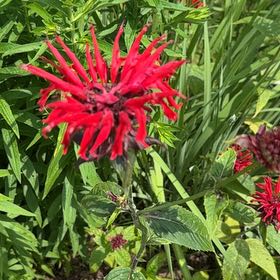 Photo of the plant species Monarda Didyma by @StrongBeachrose named Pax on Greg, the plant care app