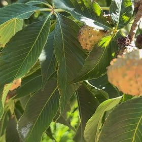 Photo of the plant species California Buckeye by @StrongBeachrose named Duke on Greg, the plant care app