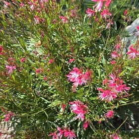 Photo of the plant species Pink Gaura by @StrongBeachrose named Sage on Greg, the plant care app