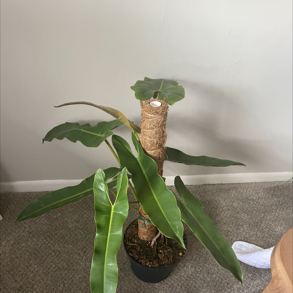 Philodendron atabapoense plant with long, narrow leaves in a pot. Soil is visible.