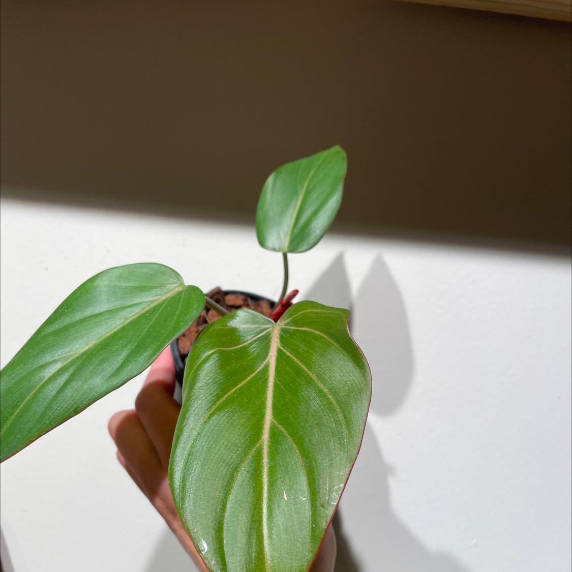 Philodendron 'Summer Glory' plant with three healthy leaves, held by a hand.