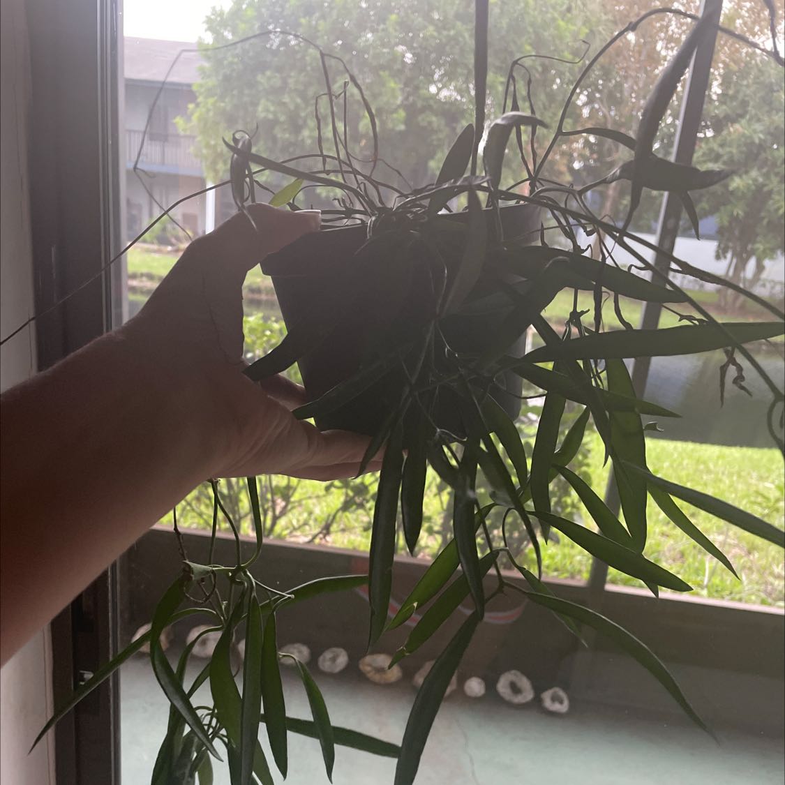 Hoya shepherdii plant with long, narrow leaves being held up by a hand.