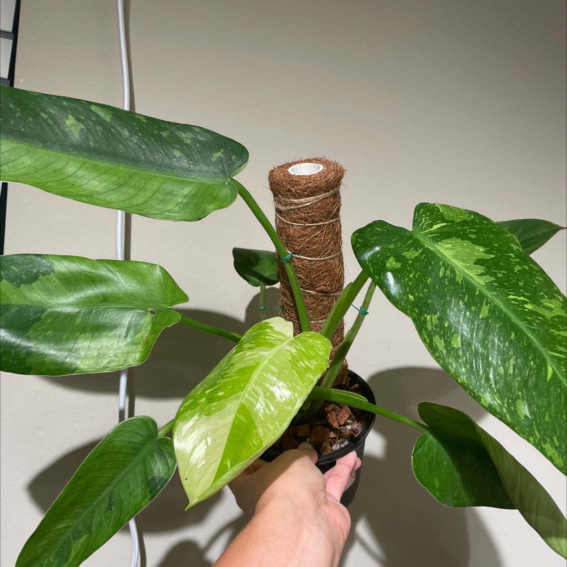 Philodendron 'Jose Buono' plant with variegated leaves supported by a moss pole.