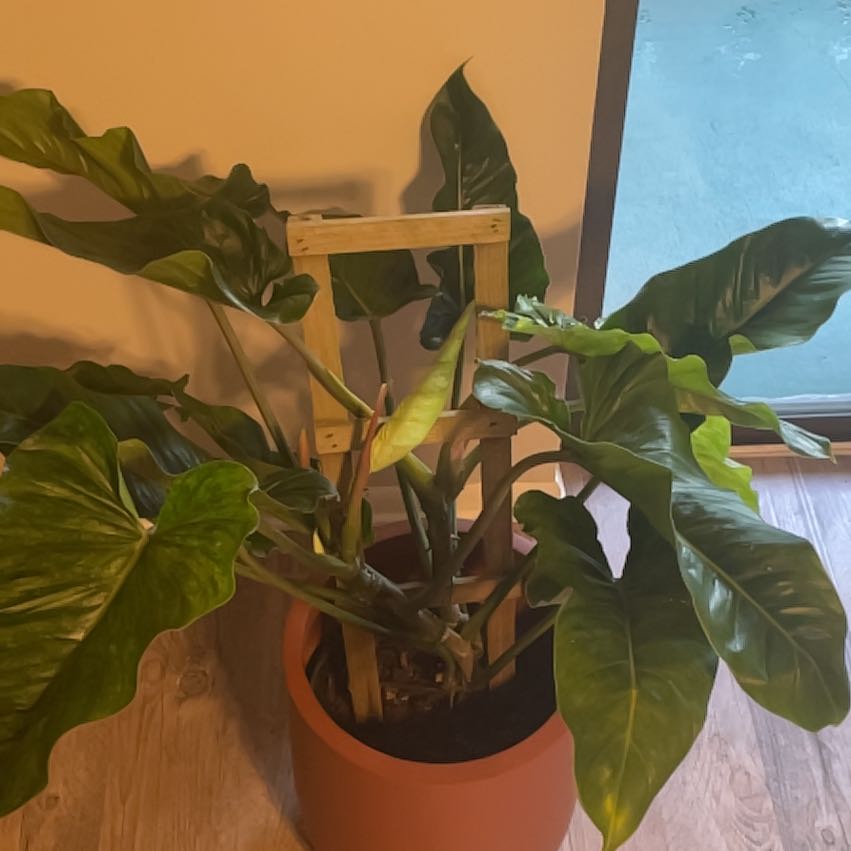 Photo of the plant species Variegated Philodendron subhastatum by @nataliewesely named Luna on Greg, the plant care app