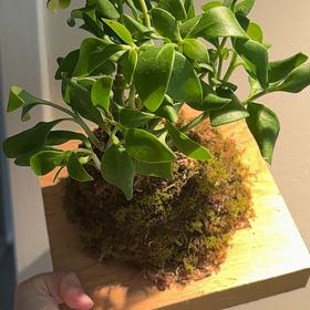 Photo of the plant species Ant plant by @nataliewesely named Winston on Greg, the plant care app