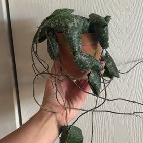 Photo of the plant species Hoya imbricata by @nataliewesely named Delilah on Greg, the plant care app