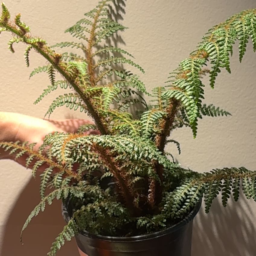 Photo of the plant species Highland Lace Tree fern by @nataliewesely named Emerson on Greg, the plant care app
