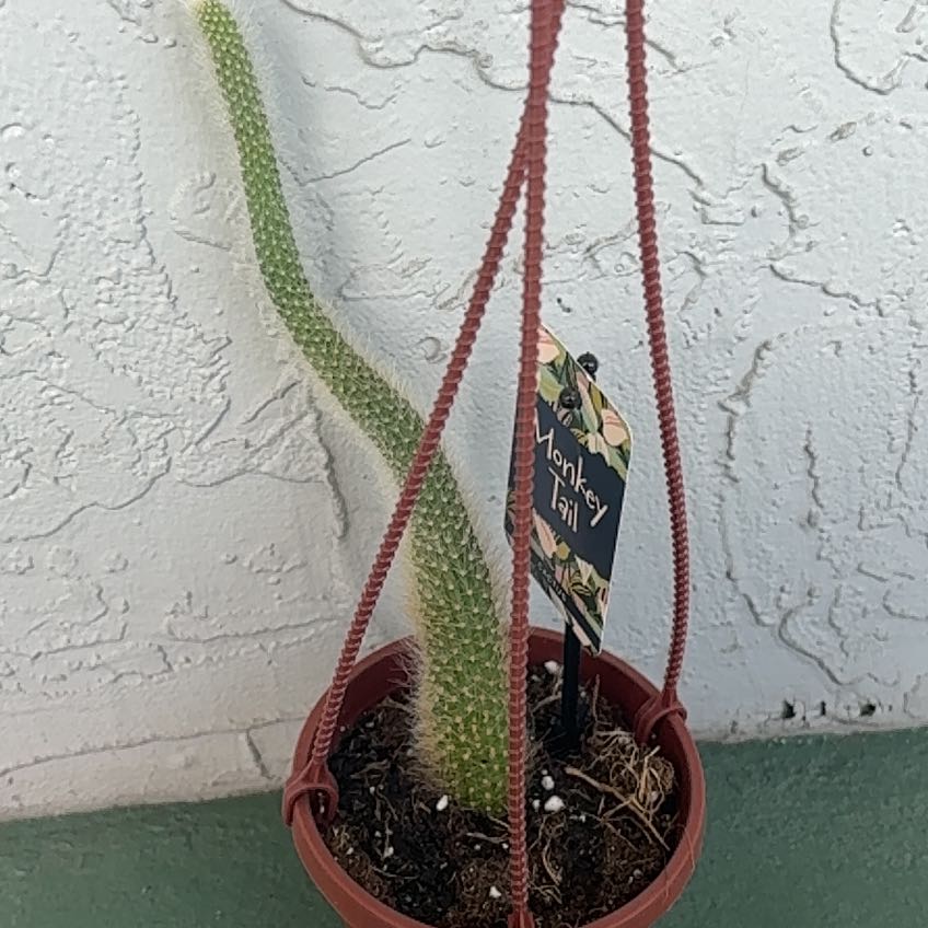 Photo of the plant species Monkey Tail Cactus by @nataliewesely named Achilles on Greg, the plant care app