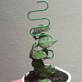 Photo of the plant species Hoya krohniana by @nataliewesely named Austen on Greg, the plant care app