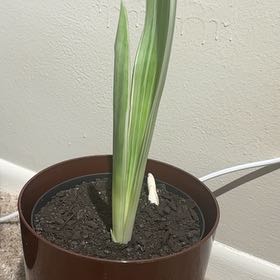 Photo of the plant species Snake Plant by @nataliewesely named Sproutacus on Greg, the plant care app