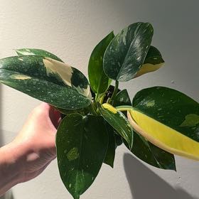 Photo of the plant species Green Congo by @nataliewesely named Rihanna on Greg, the plant care app