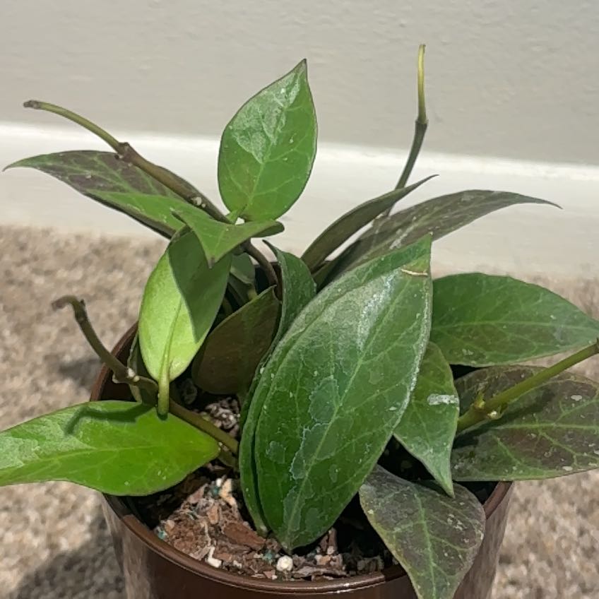Photo of the plant species Hoya 'Sunrise' by @nataliewesely named Sonora on Greg, the plant care app