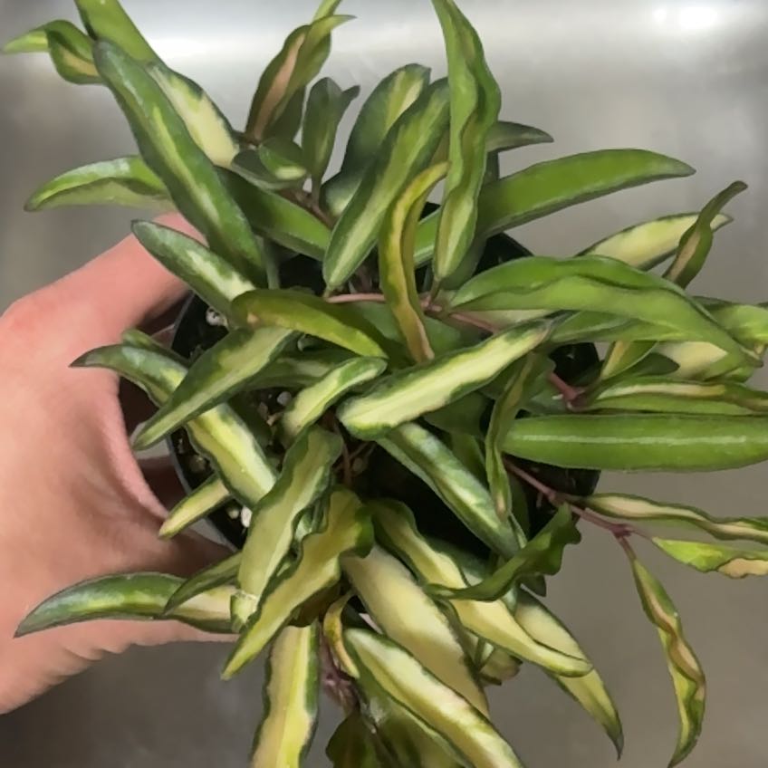 Photo of the plant species Hoya Wayetti by @nataliewesely named Fernie Saunders on Greg, the plant care app