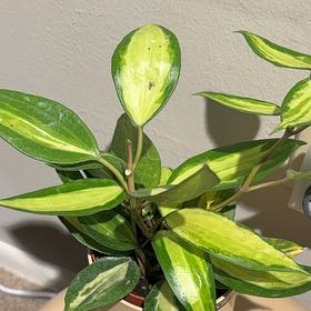 Photo of the plant species Hoya macrophylla by @nataliewesely named Mil on Greg, the plant care app