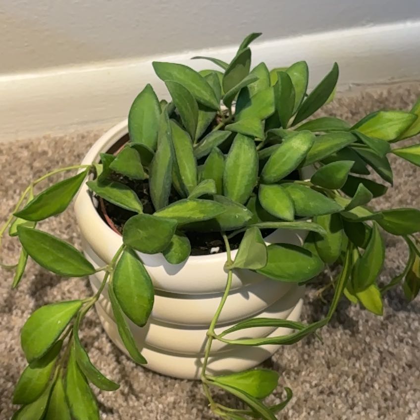 Photo of the plant species Hoya 'Burtoniae' by @nataliewesely named Kesha on Greg, the plant care app