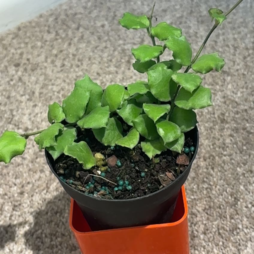 Photo of the plant species Hoya endauensis by @nataliewesely named Apollo on Greg, the plant care app