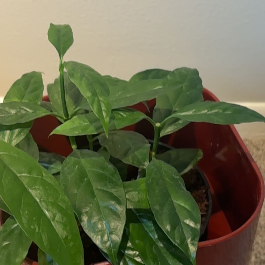 Photo of the plant species Hoya decipulae by @nataliewesely named Rosa on Greg, the plant care app