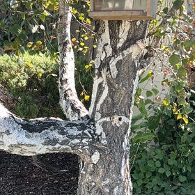 Photo of the plant species Common Birch by @TrueKudulily22 named Lebron on Greg, the plant care app