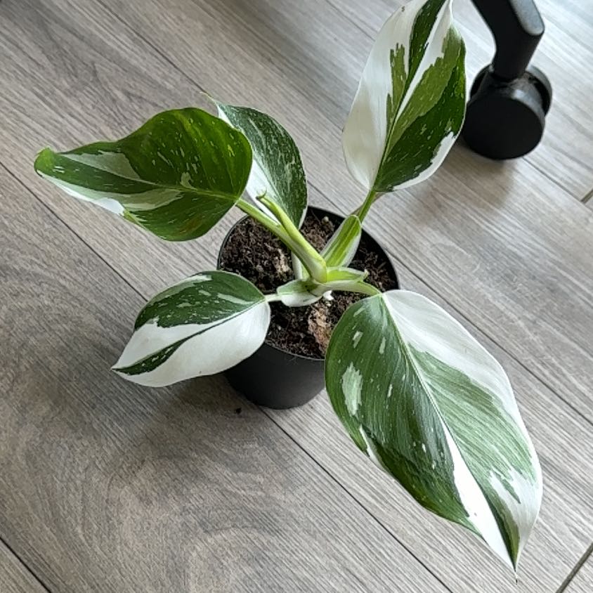 Photo of the plant species Philodendron White Wizard by @Lechilechuga named Gandalf on Greg, the plant care app