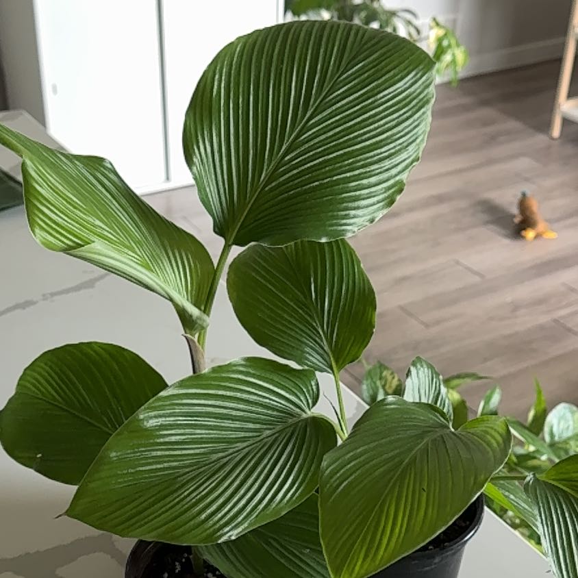 Photo of the plant species Curcuma 'Banrai Red' by @Lechilechuga named Romina on Greg, the plant care app