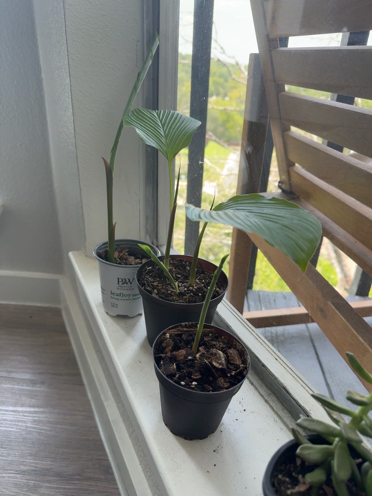 Photo from the post