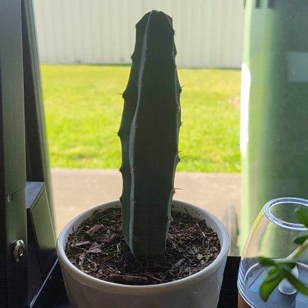 Photo of the plant species Blue Torch Cactus by @Mocha named Ronaldo on Greg, the plant care app