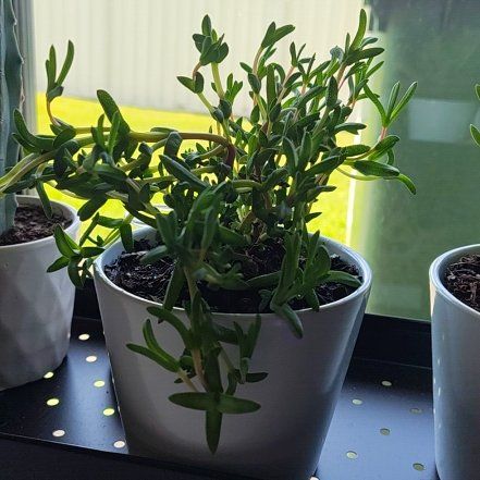 Photo of the plant species Rusty Pigface by @Mocha named Sunny on Greg, the plant care app