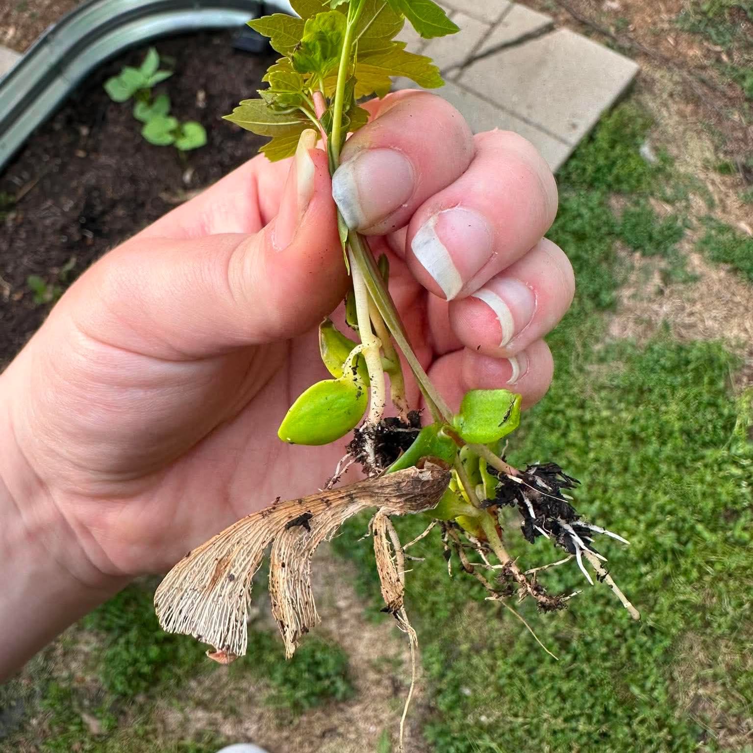 Photo of the plant species Asiatic Dayflower by @NewCaladium15 named Walt on Greg, the plant care app