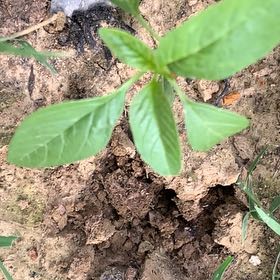 Photo of the plant species Amaranth Pigweed by @NewCaladium15 named Keanu Leaves on Greg, the plant care app