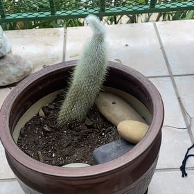 Photo of the plant species Arborescent Prickly Pear by @PiousCardoon13 named Spike Leaves on Greg, the plant care app