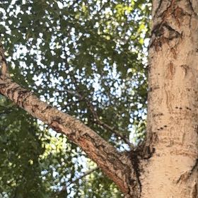 Photo of the plant species Oak Mistletoe by @LoyallyWeed45 named Osmo on Greg, the plant care app