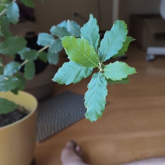 Photo of the plant species Coast Live Oak by @malurova named Rigatoni on Greg, the plant care app
