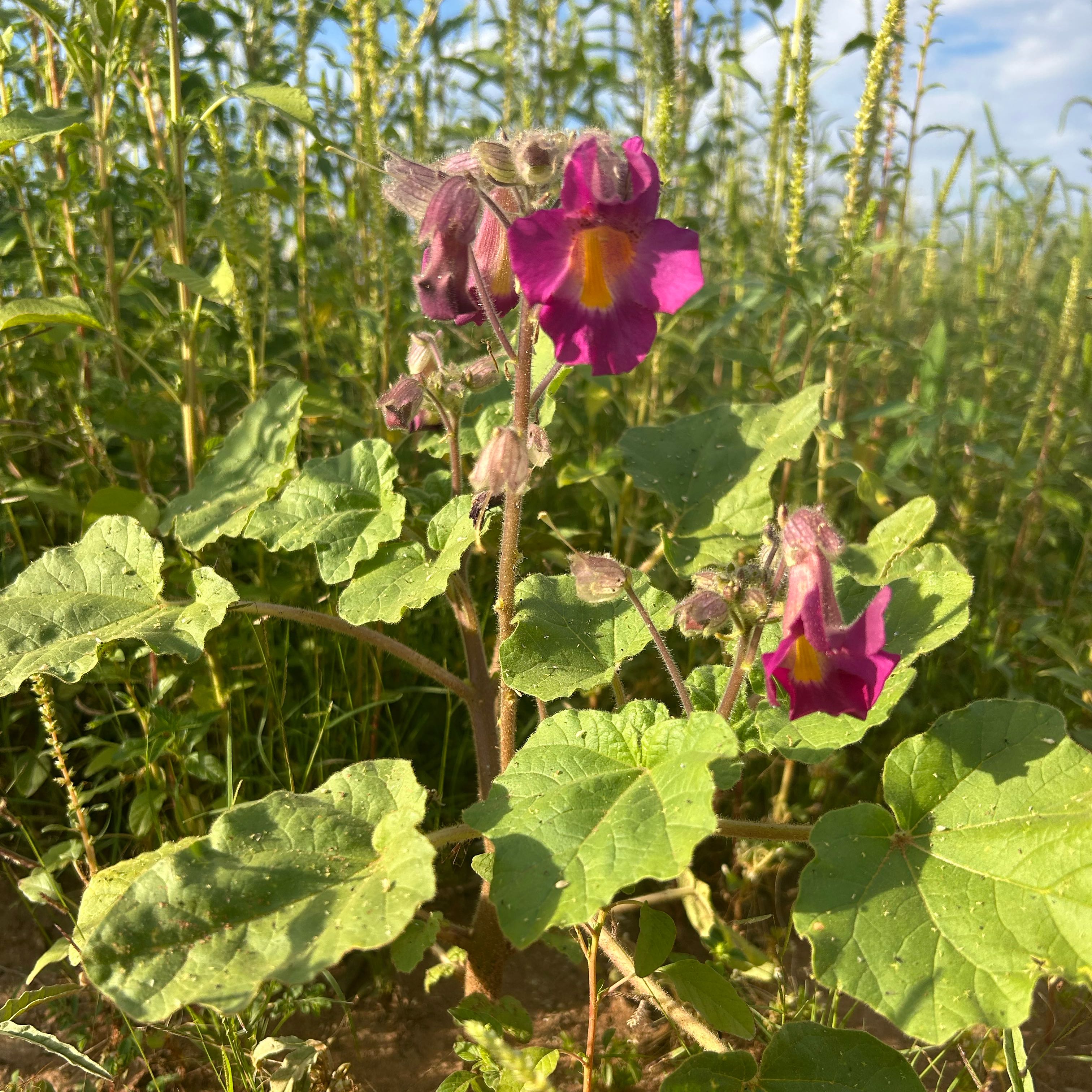 Photo of the plant species Devil's Claw by @WhollyBetel74 named Tupot amaroot on Greg, the plant care app
