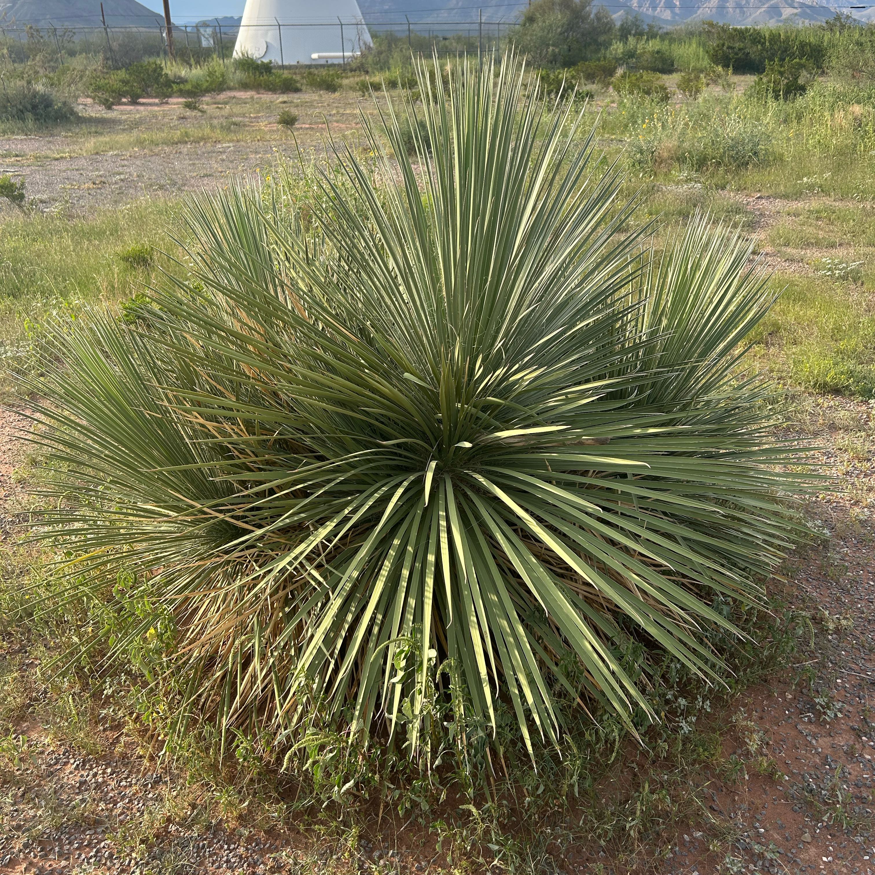 Photo of the plant species Desert Spoon by @WhollyBetel74 named Khaleesi on Greg, the plant care app