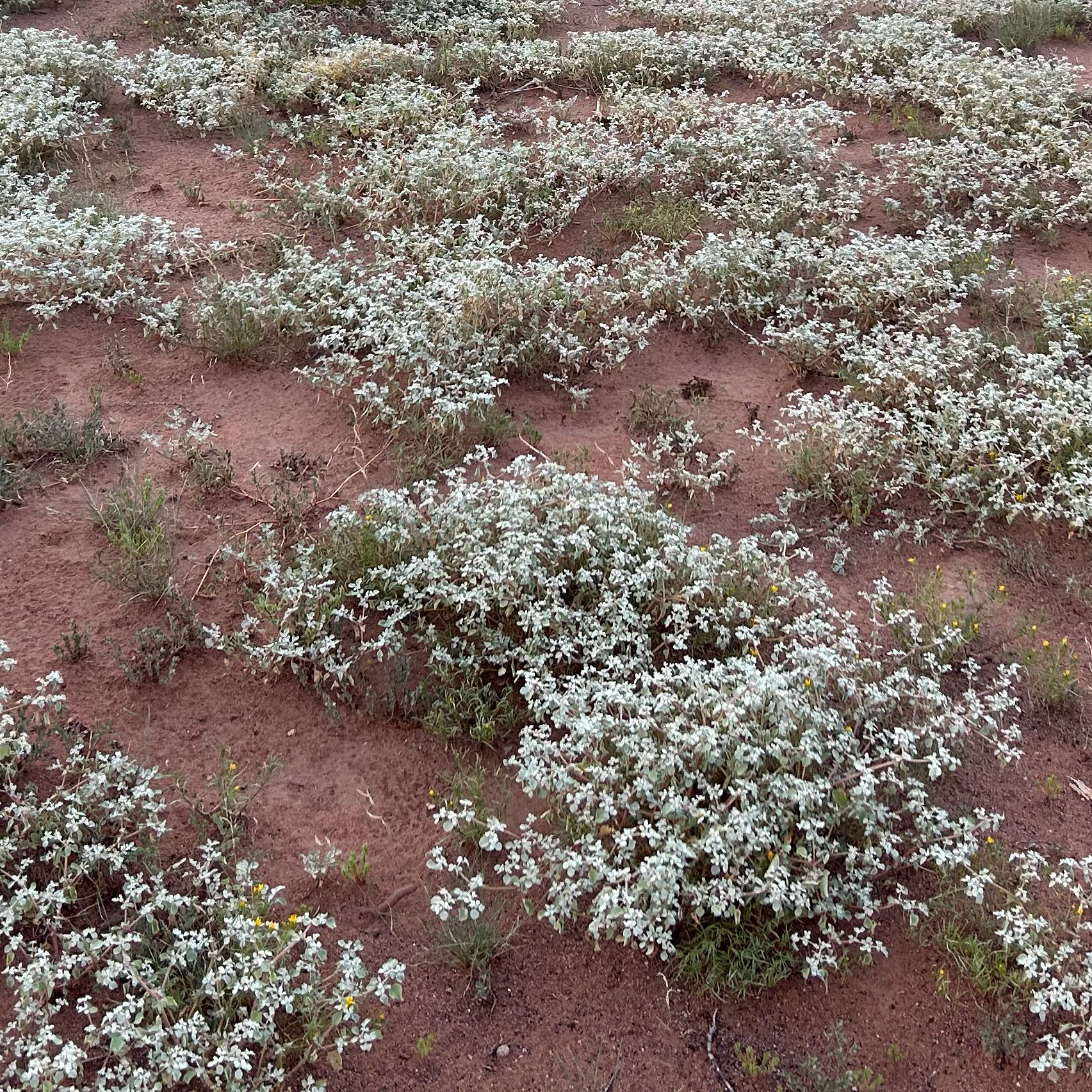 Photo of the plant species Snow-in-Summer by @WhollyBetel74 named Forrest on Greg, the plant care app