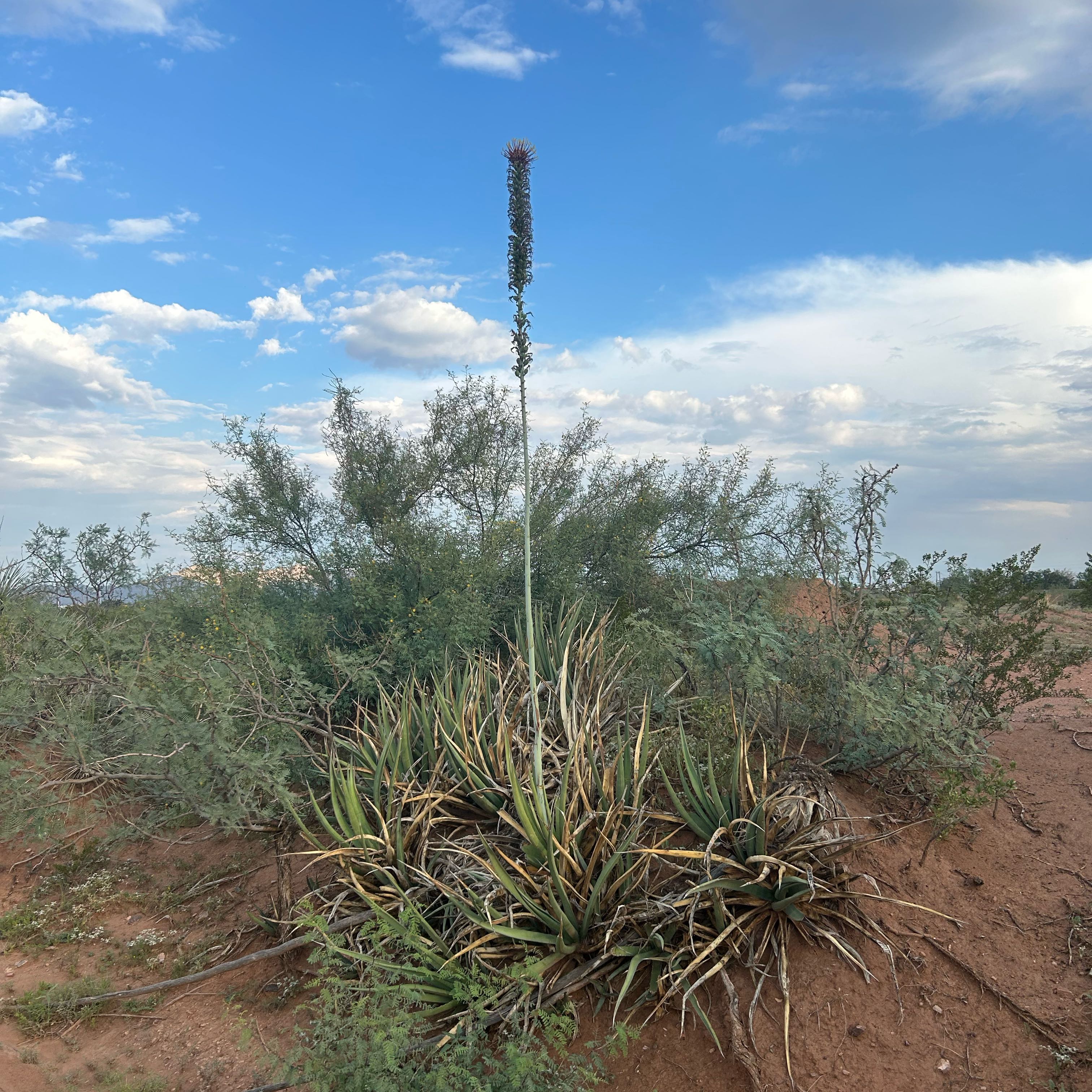 Photo of the plant species Lecheguilla by @WhollyBetel74 named Sir Plancelot on Greg, the plant care app