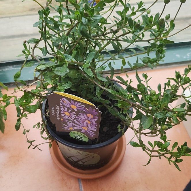 Photo of the plant species blue daisy bush by @VipSedge90 named Rea on Greg, the plant care app